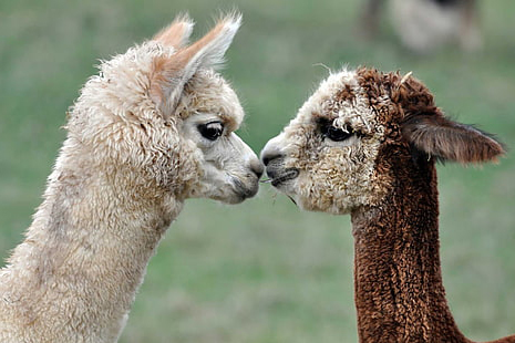 6x4 alpaca 1